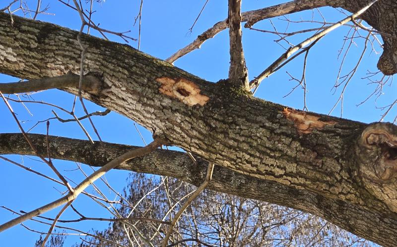 I tried to get a photo of the woodpecker while it was hammering away at this hole.
